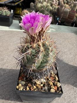 Thelocactus bicolor v pottsii